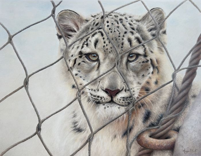 Coloured pencil drawing of a grey and white leopard looking out at the viewer from behind a wire fence.