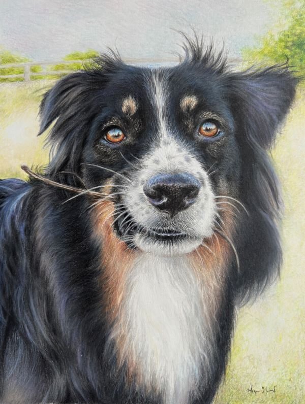 Coloured pencil drawing of a black, white, and tan dog with amber eyes and a stick in his mouth.