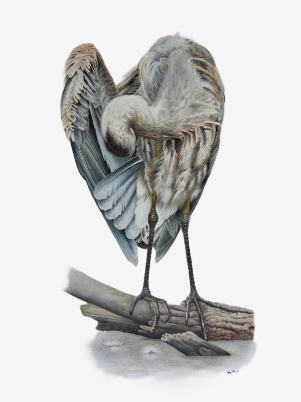 Coloured pencil drawing of a large grey and blue bird bending down its neck to preen.