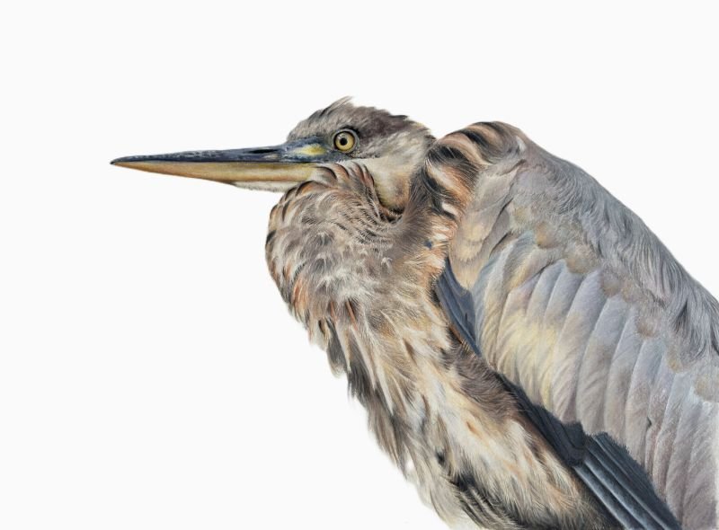 Coloured pencil drawing of a large grey and blue bird in a hunched sitting position.