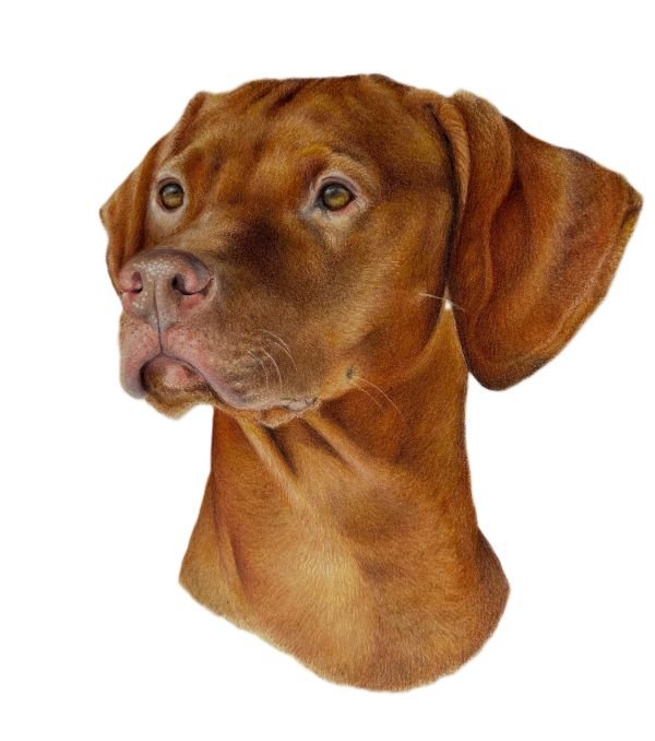 Coloured pencil portrait of a reddish-orange dog.