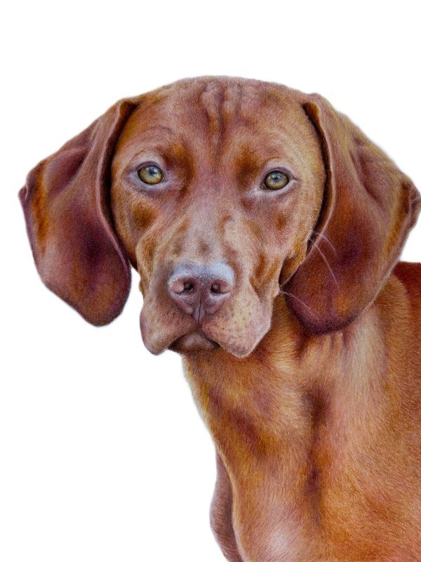 Coloured pencil portrait of a reddish-orange dog looking toward the viewer.