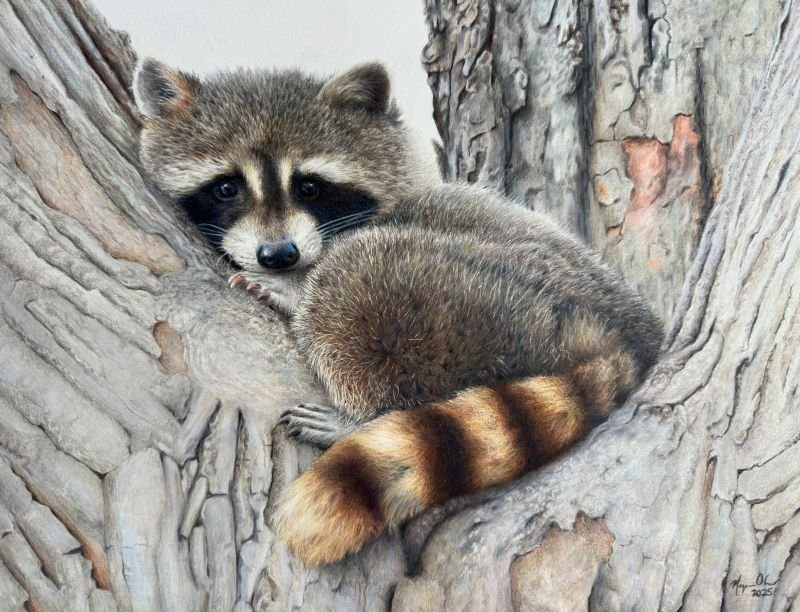Coloured pencil drawing of a raccoon in the crook of a large tree.