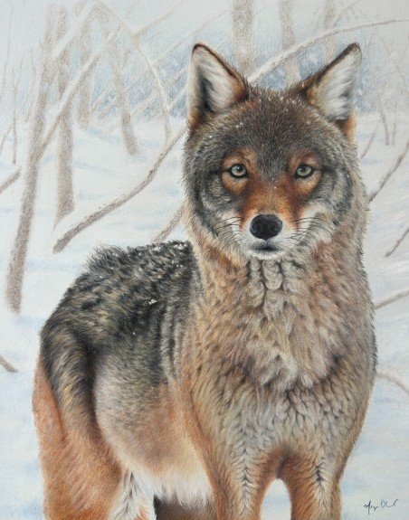 colour pencil drawing of a grey and tan coyote, looking toward the viewer, against a background of snowy woods.