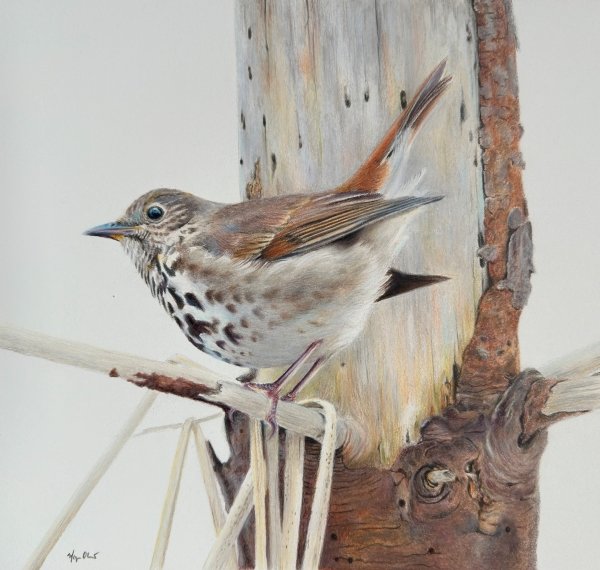 colour pencil drawing of a small brown and white bird with a spotted chest perched on the broken branch of an old coniferous tree.