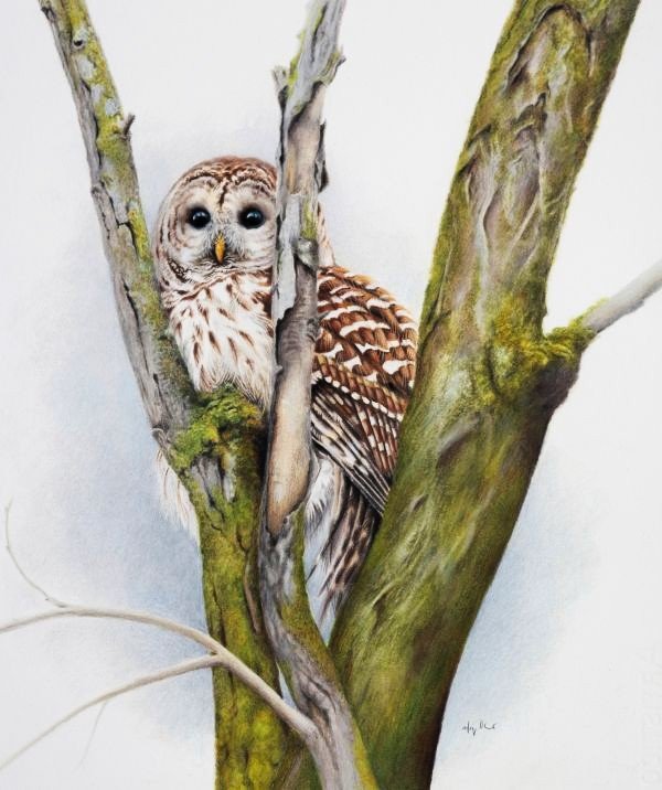 Coloured pencil drawing of a large brown and white owl in a mossy tree.