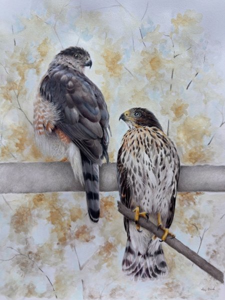 Coloured pencil drawing of two hawks against a watercolour background.
