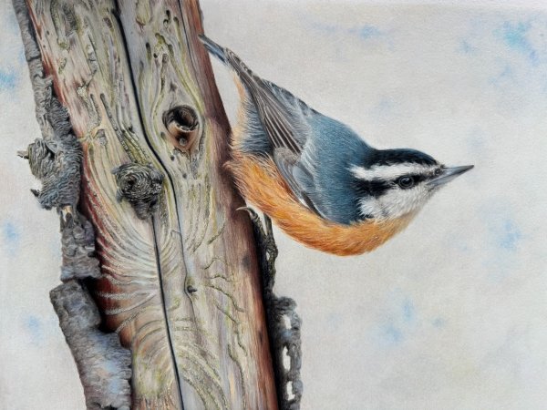 Coloured pencil drawing of a small blue and orange bird perched upside down on a dead tree.