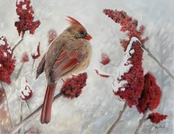 Coloured pencil drawing of a brown and red bird perched among red sumac berries in the snow.