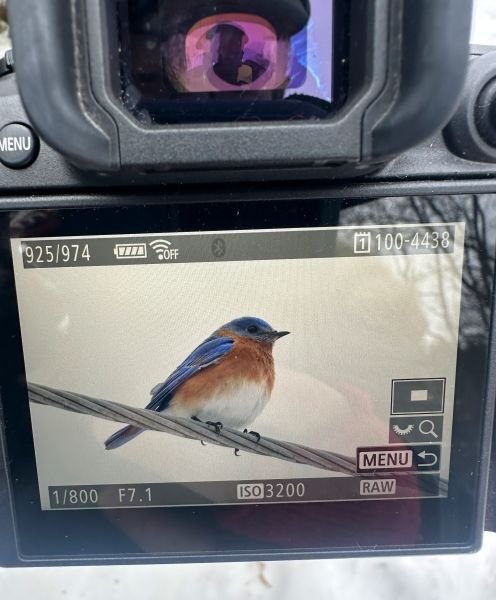 photo of the back of camera showing a bluebird in the viewfinder.