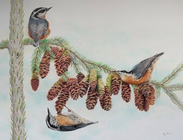 Coloured pencil drawing of three small blue-and-orange birds on the cones of a spruce branch.